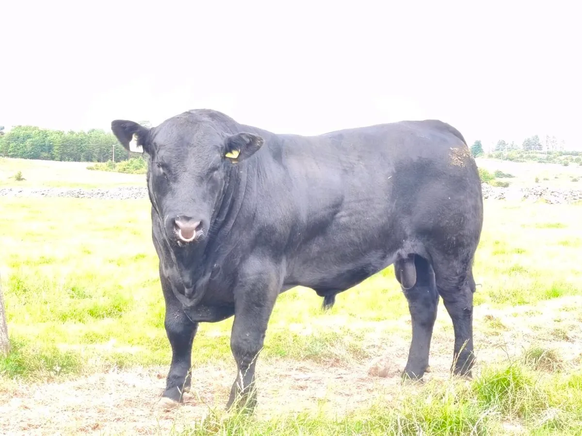 Angus bulls - Image 2