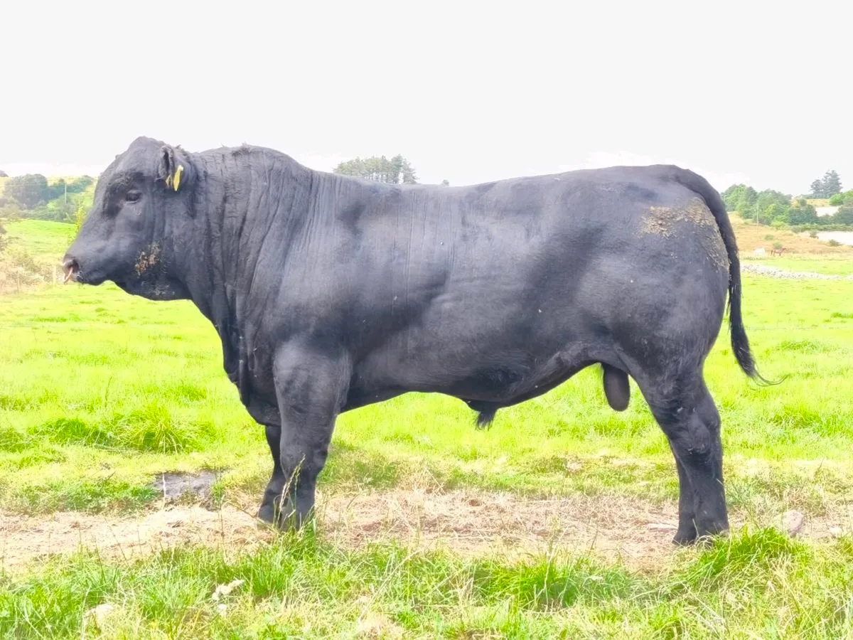 Angus bulls - Image 3