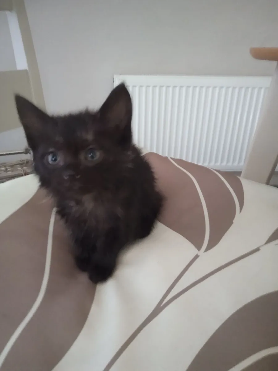 Kitten