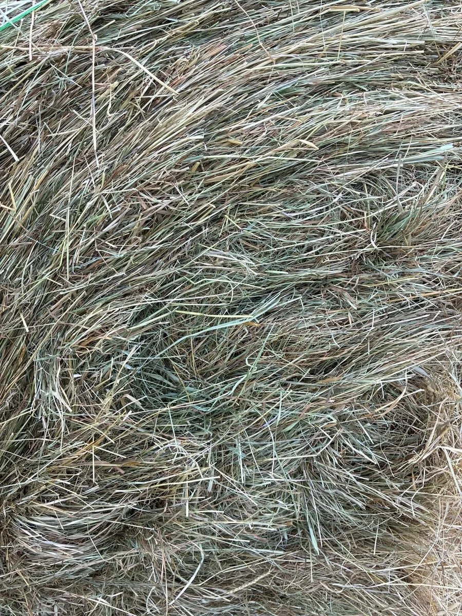 Hay - Image 1
