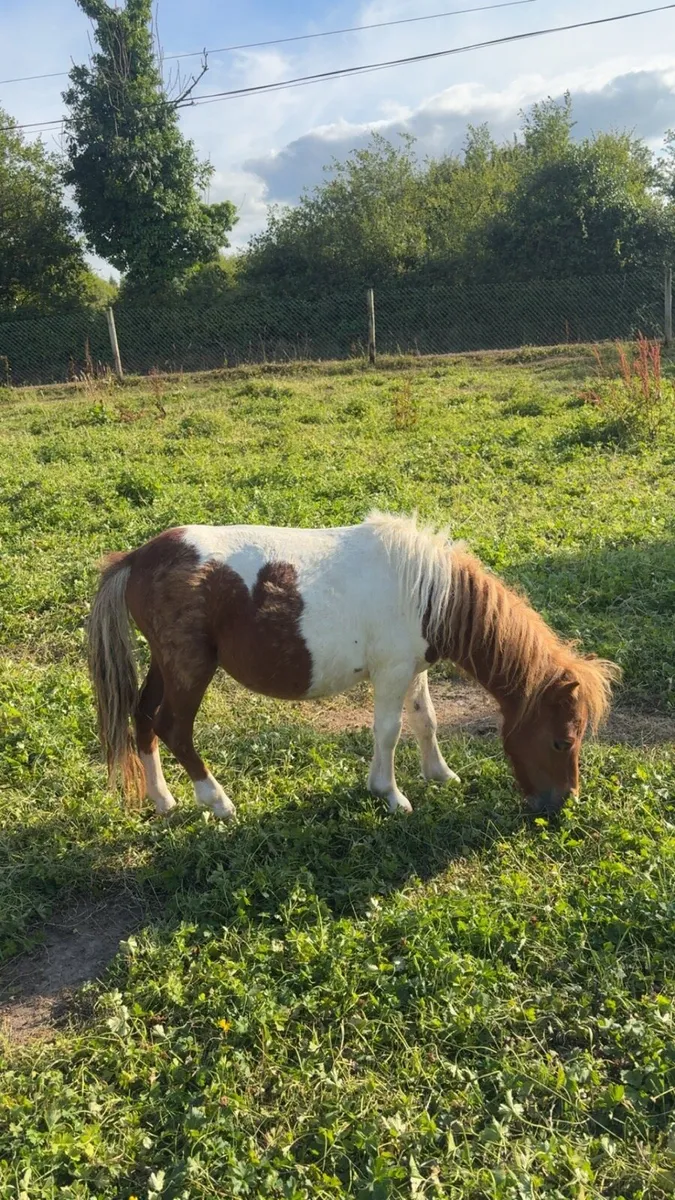 Miniature colt yearling - Image 1