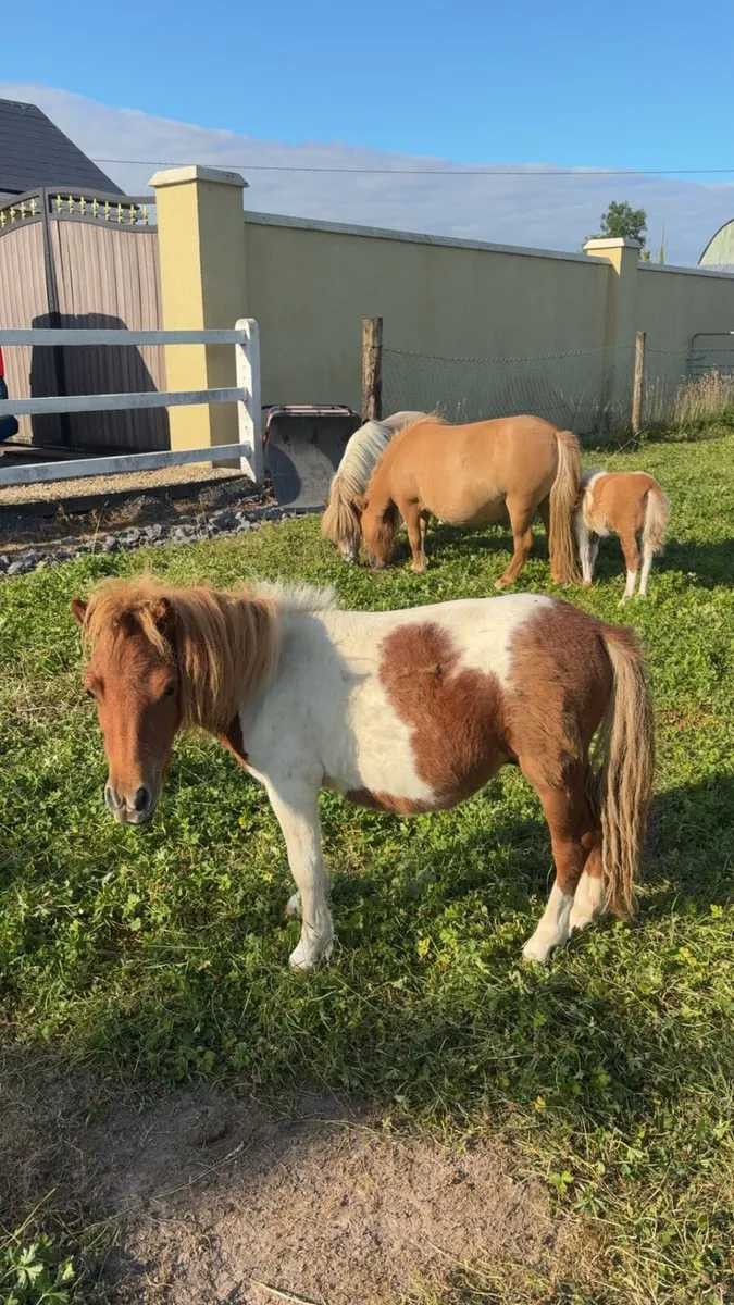 Miniature colt yearling - Image 4