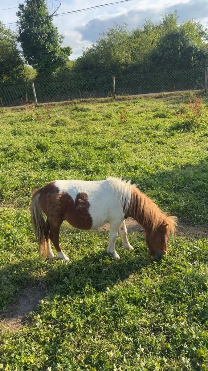 Miniature colt yearling - Image 2
