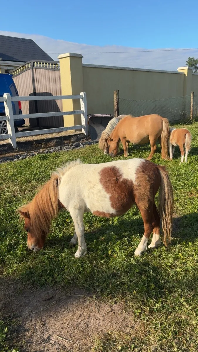 Miniature colt yearling - Image 3