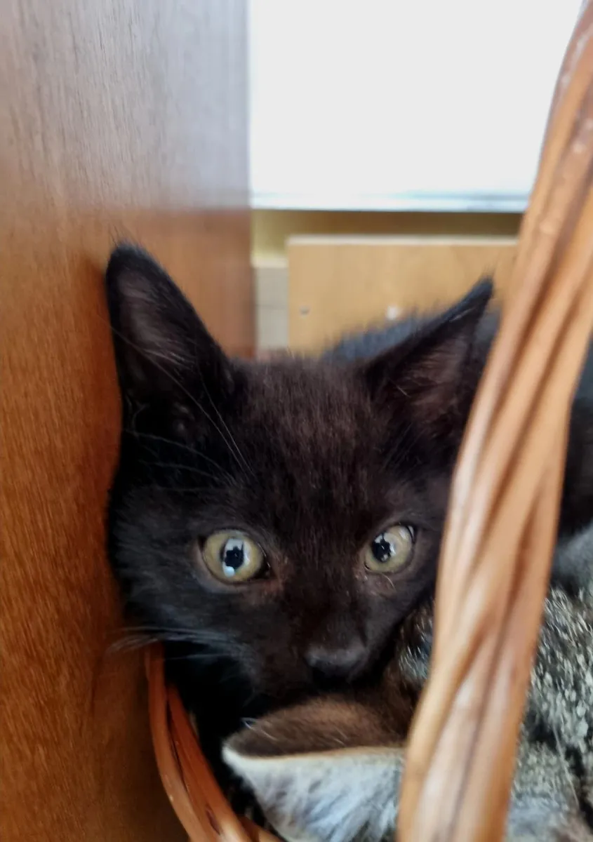 😸 Black cat brings a good luck :) - Image 2