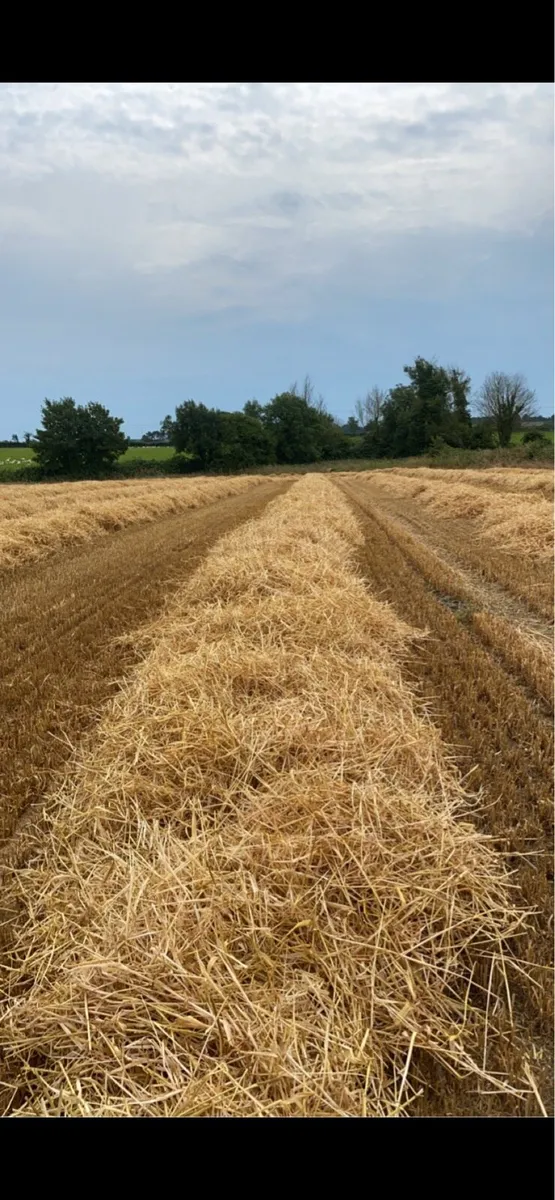 Winter barley straw 4x4 round bales - Image 1