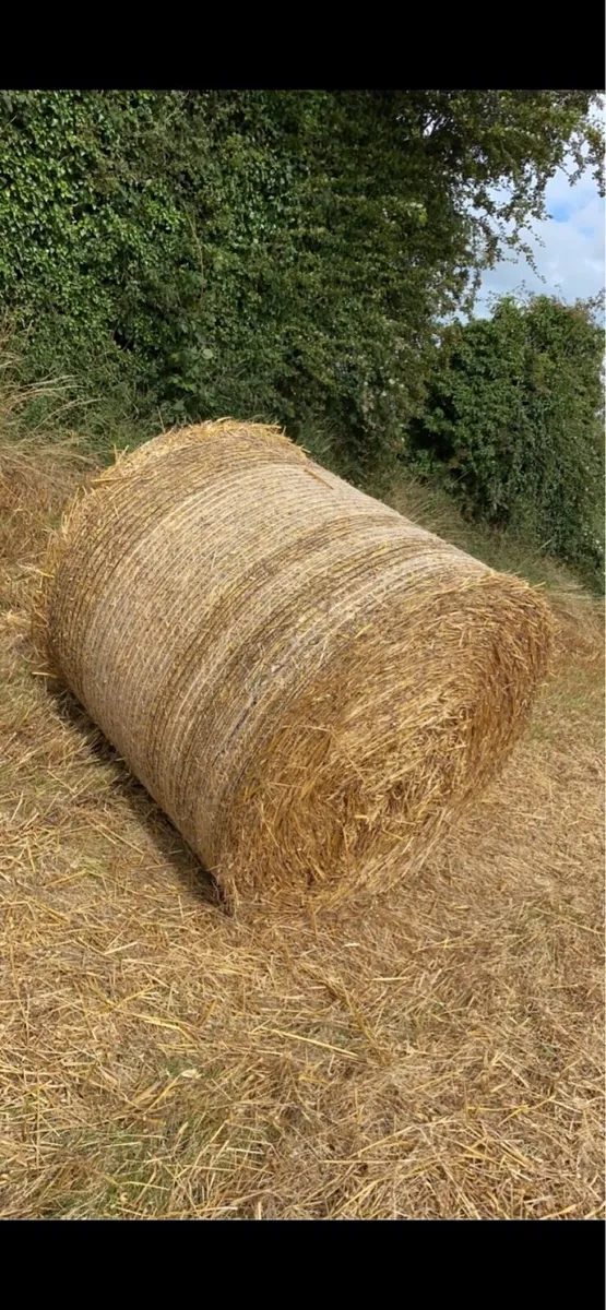 Winter barley straw 4x4 round bales - Image 3
