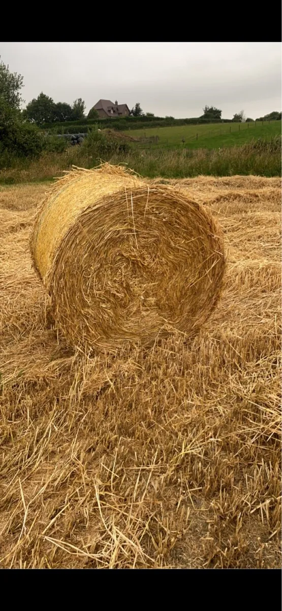 Winter barley straw 4x4 round bales - Image 4