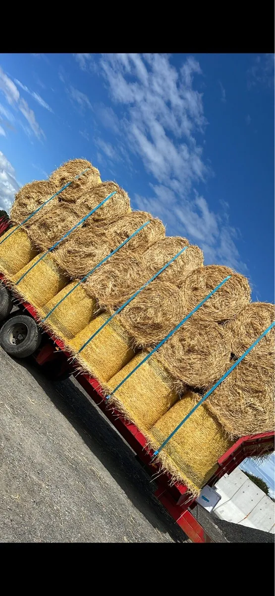 Winter barley straw 4x4 round bales - Image 2