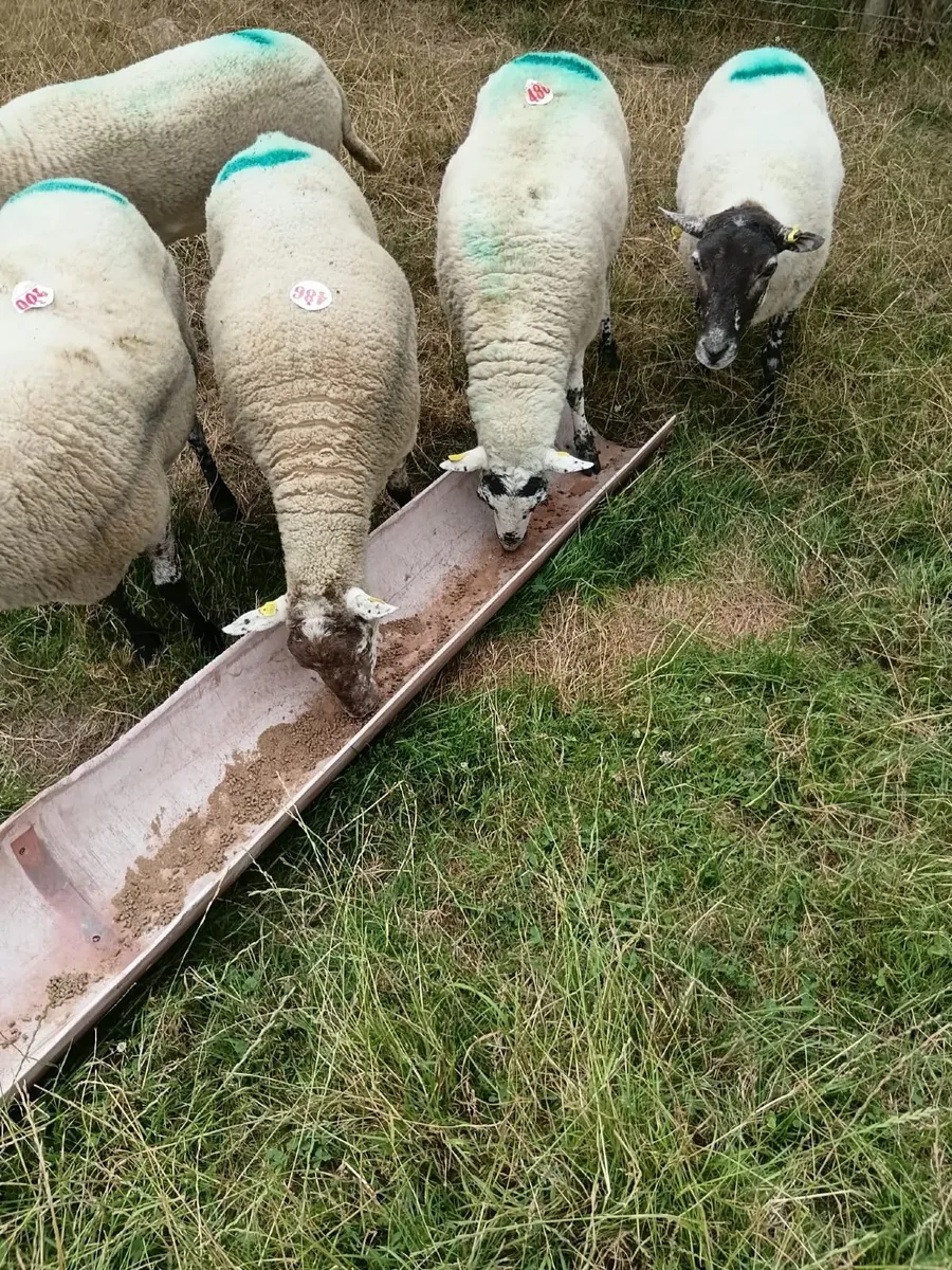 Livestock - Image 1