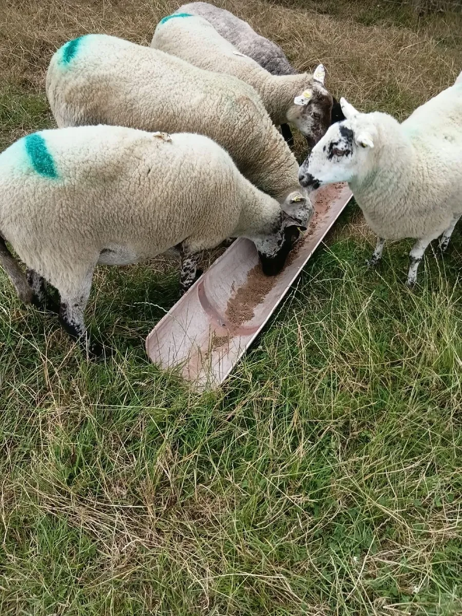 Livestock - Image 2