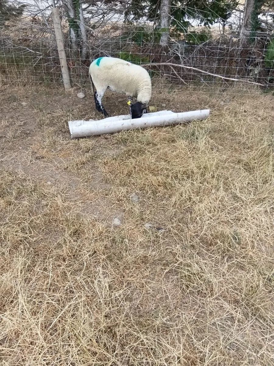 Livestock - Image 4