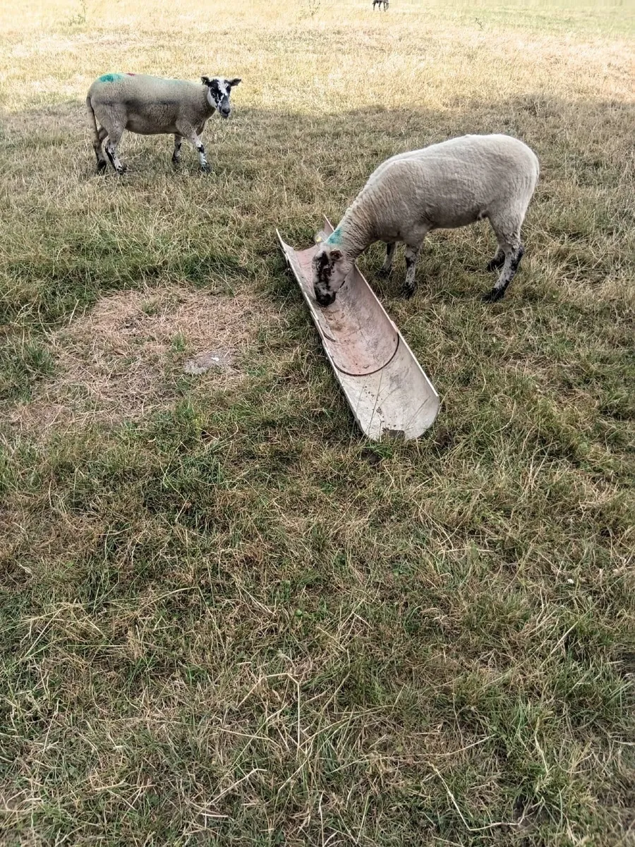 Livestock - Image 3