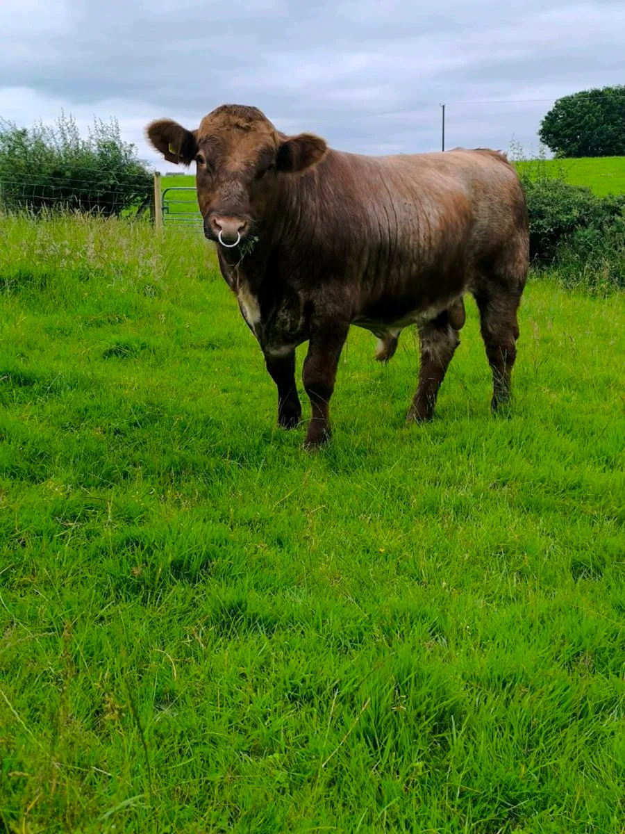 Beef Shorthorn bull pedigree roan - Image 2