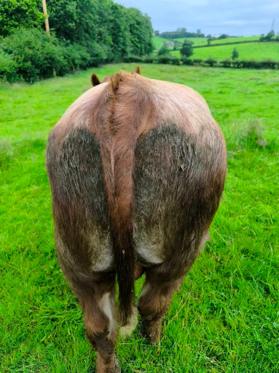 Beef Shorthorn bull pedigree roan - Image 4