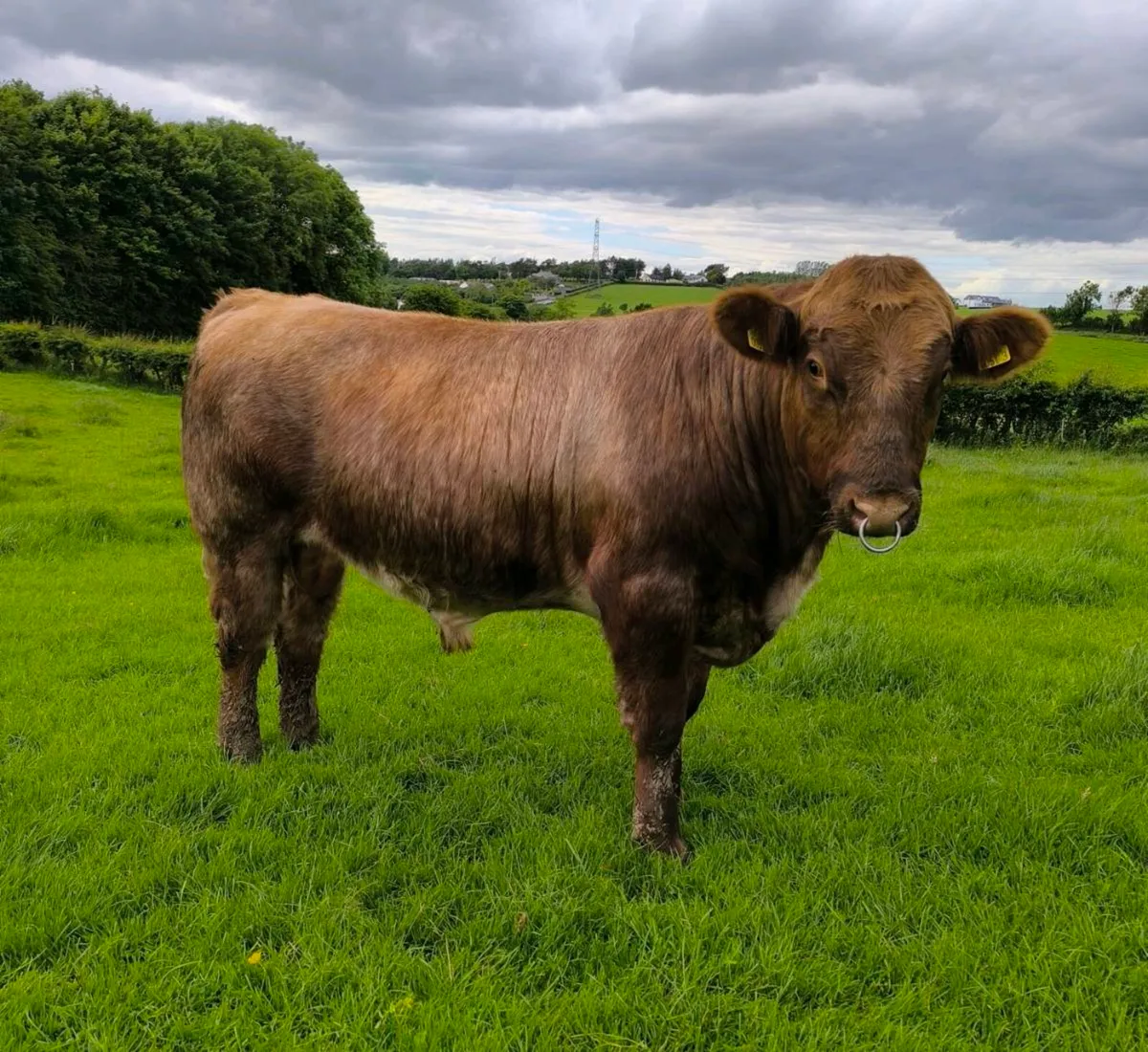 Beef Shorthorn bull pedigree roan - Image 1