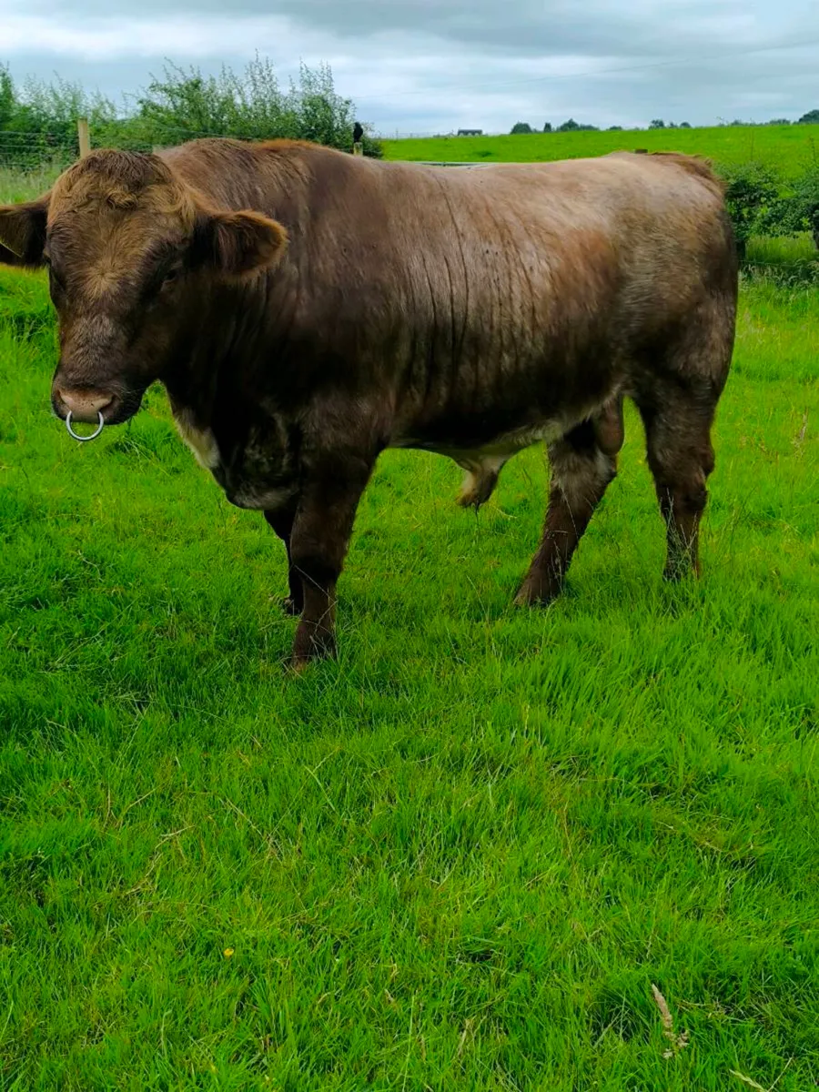 Beef Shorthorn bull pedigree roan - Image 3