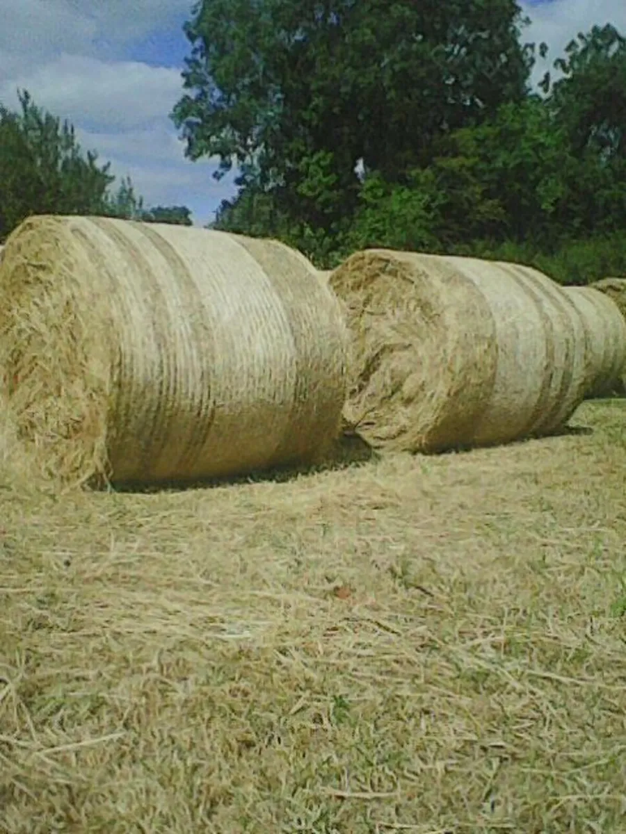 hay   organic