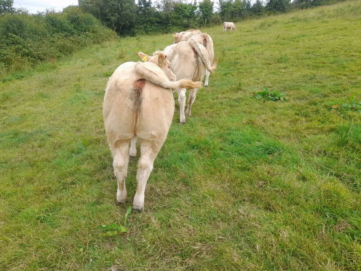 Char Heifers - Image 2