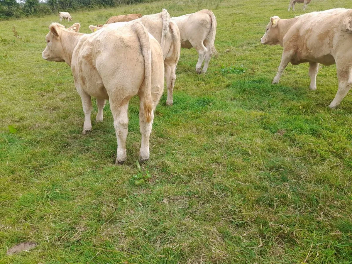 Char Heifers - Image 3