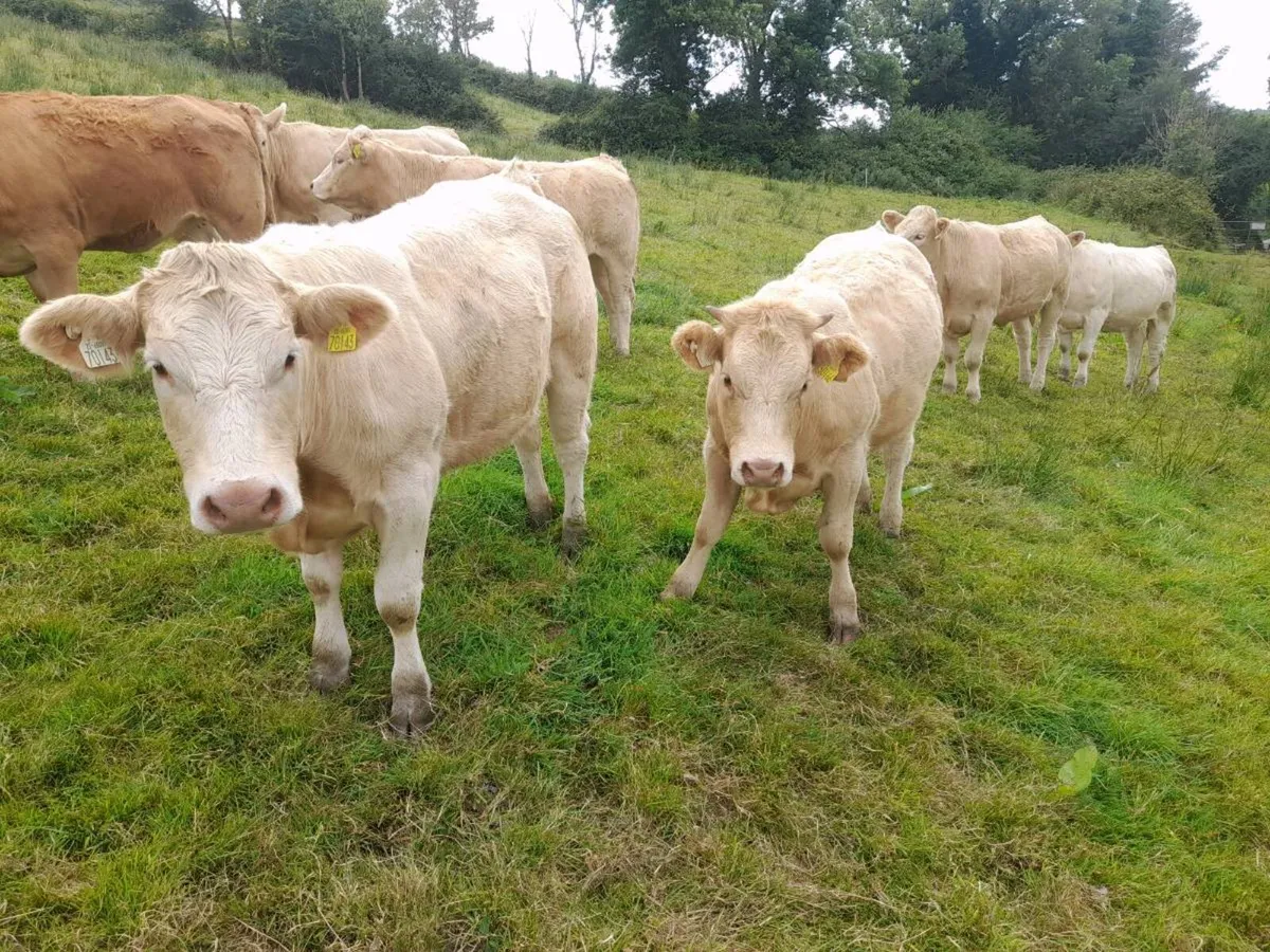 Char Heifers - Image 4