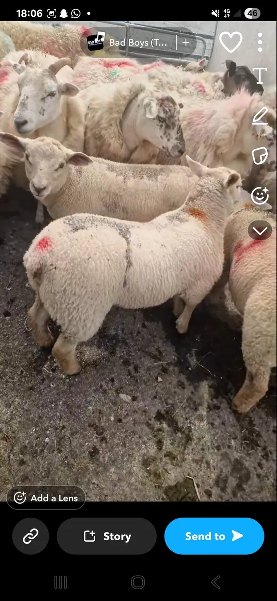 Charollais ram - Image 4