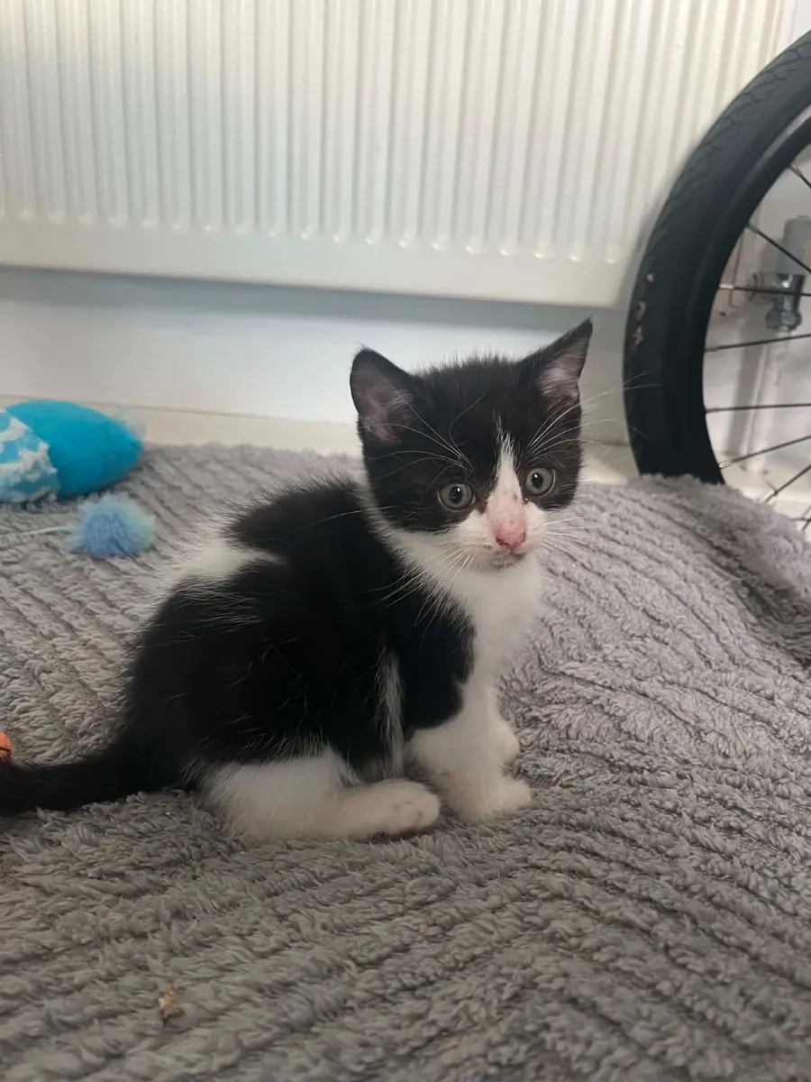 Kittens - Image 1