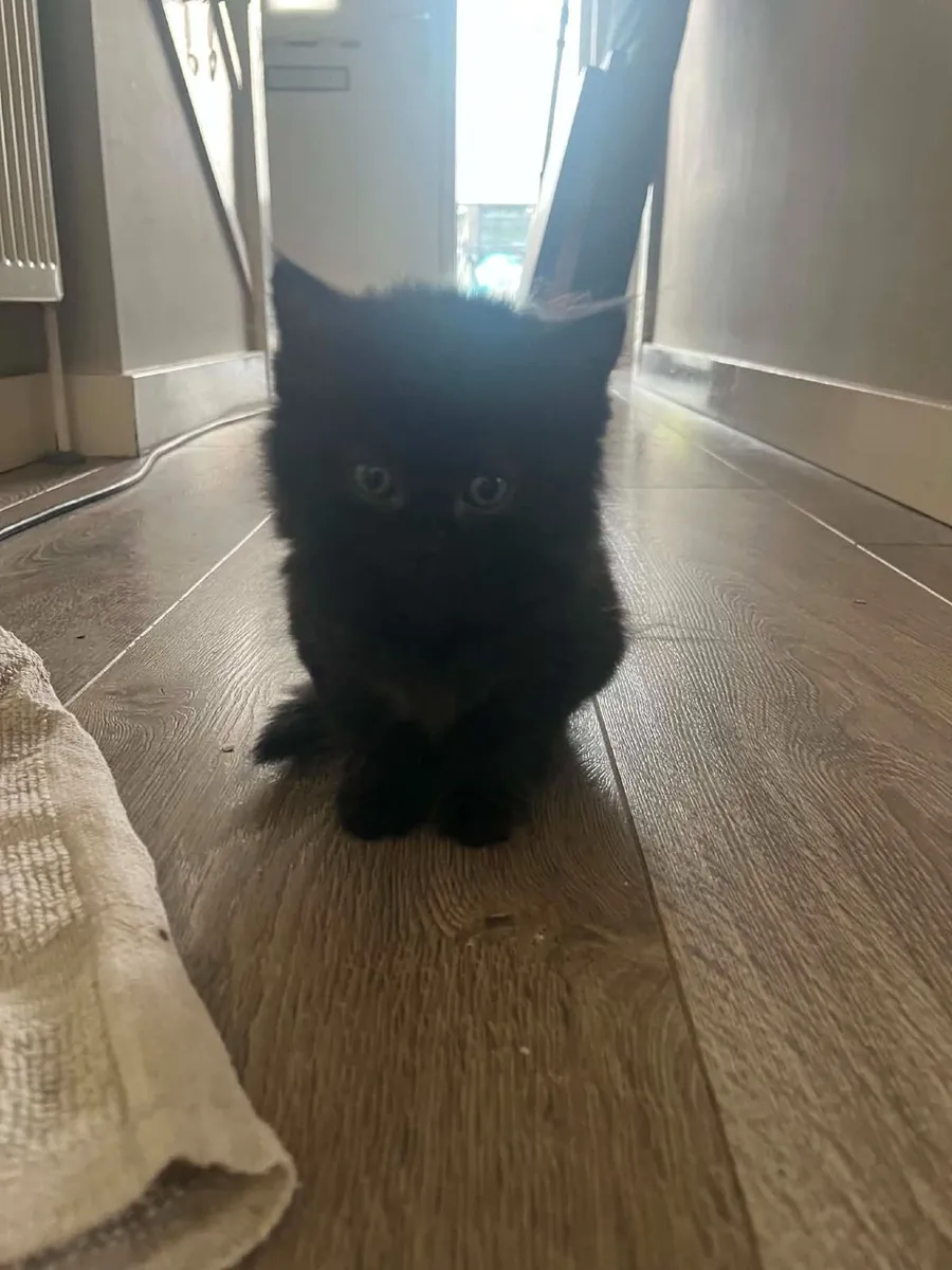 Kittens - Image 3