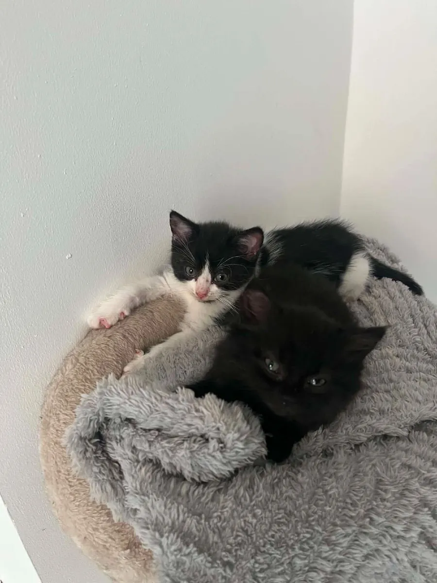 Kittens - Image 2