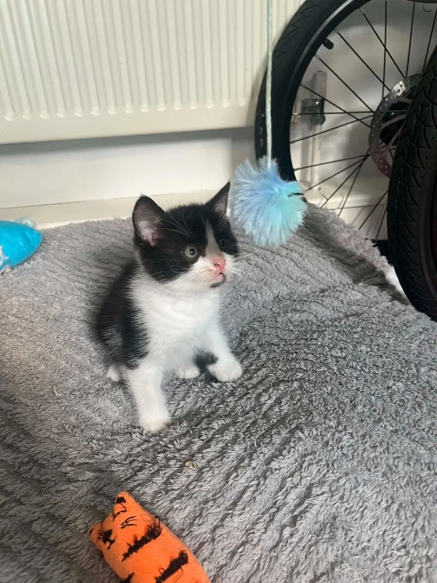 Kittens - Image 4