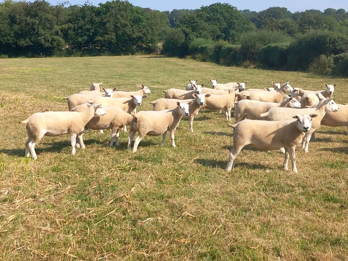 Ewe hoggets - Image 2