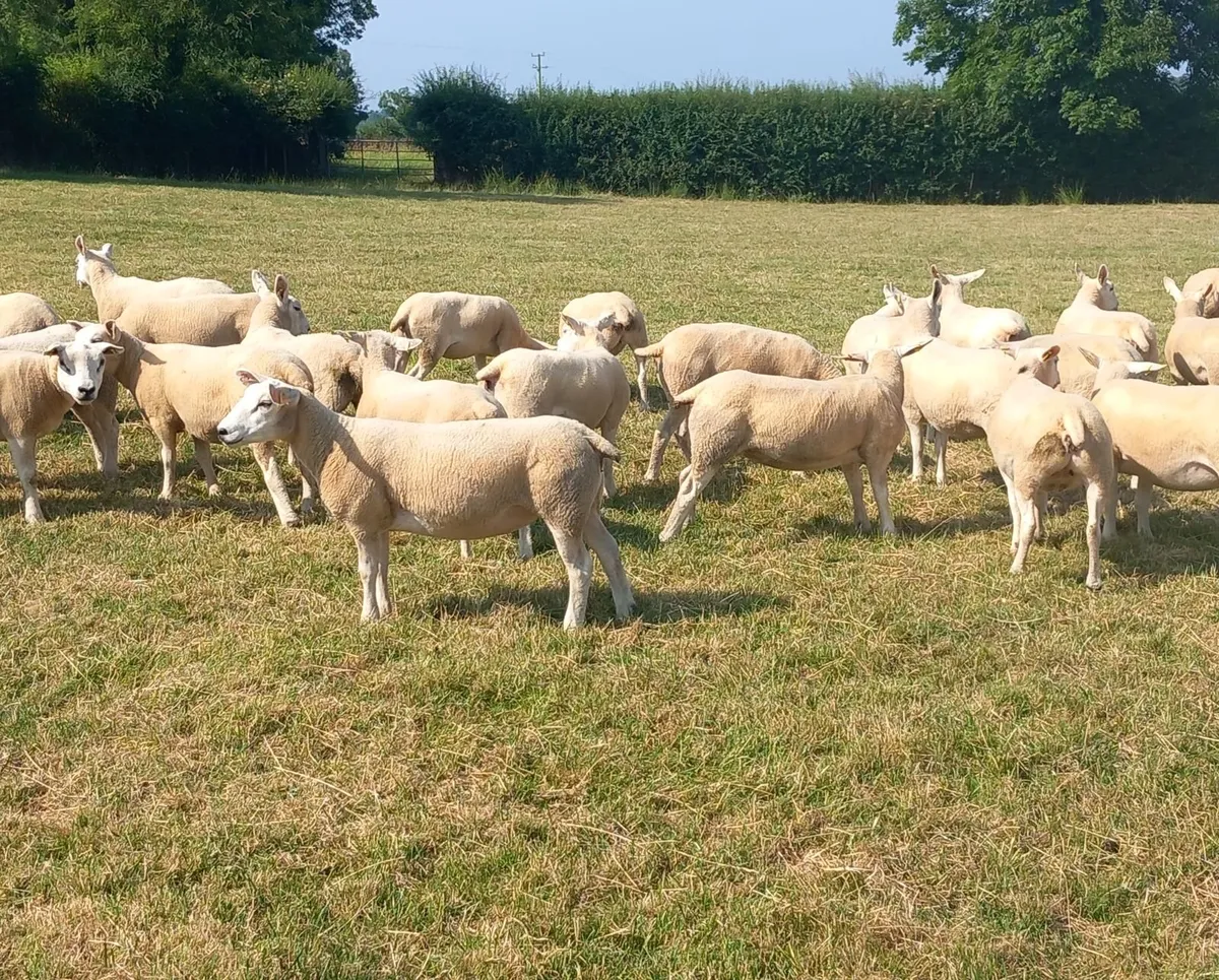 Ewe hoggets - Image 3