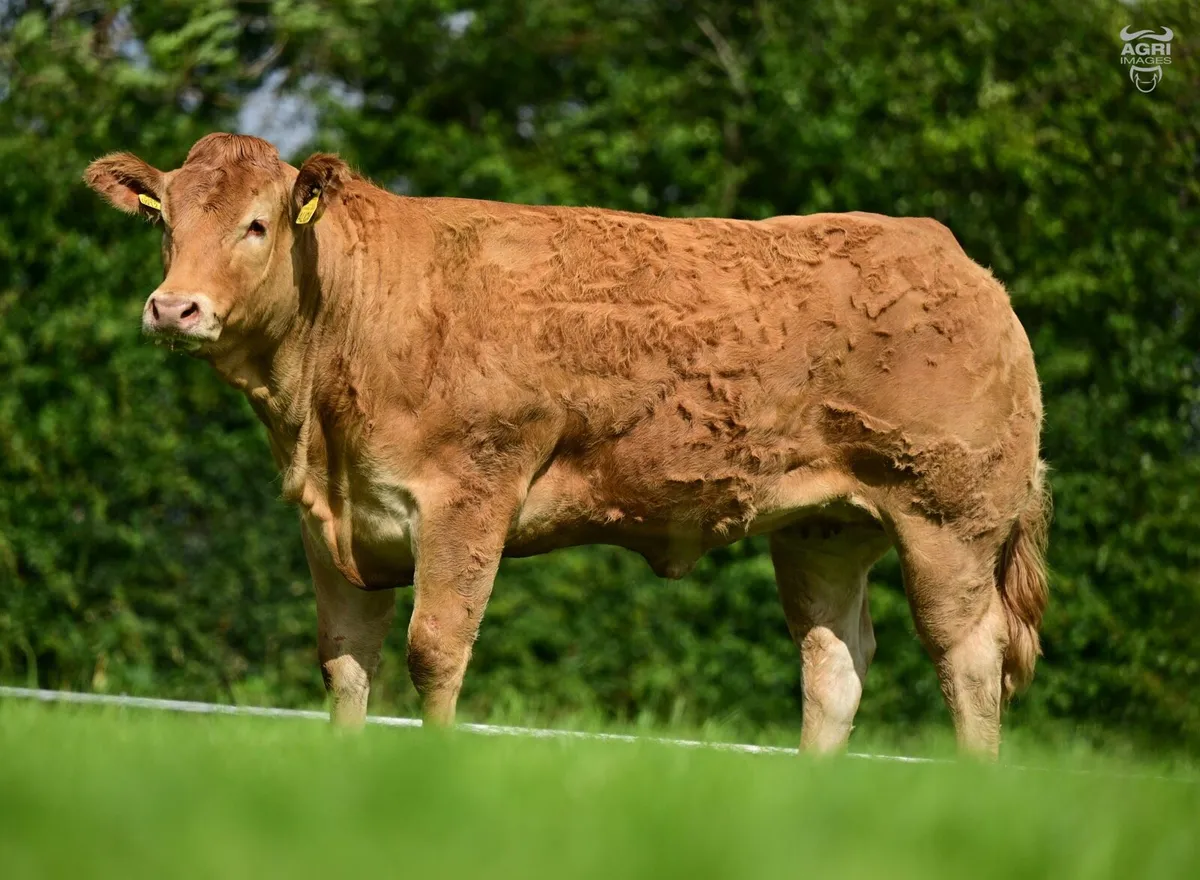 Limousin Sale of Heifers - Image 3