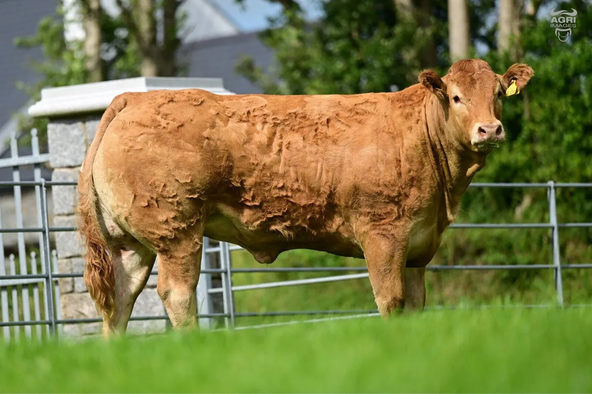 Limousin Sale of Heifers - Image 4