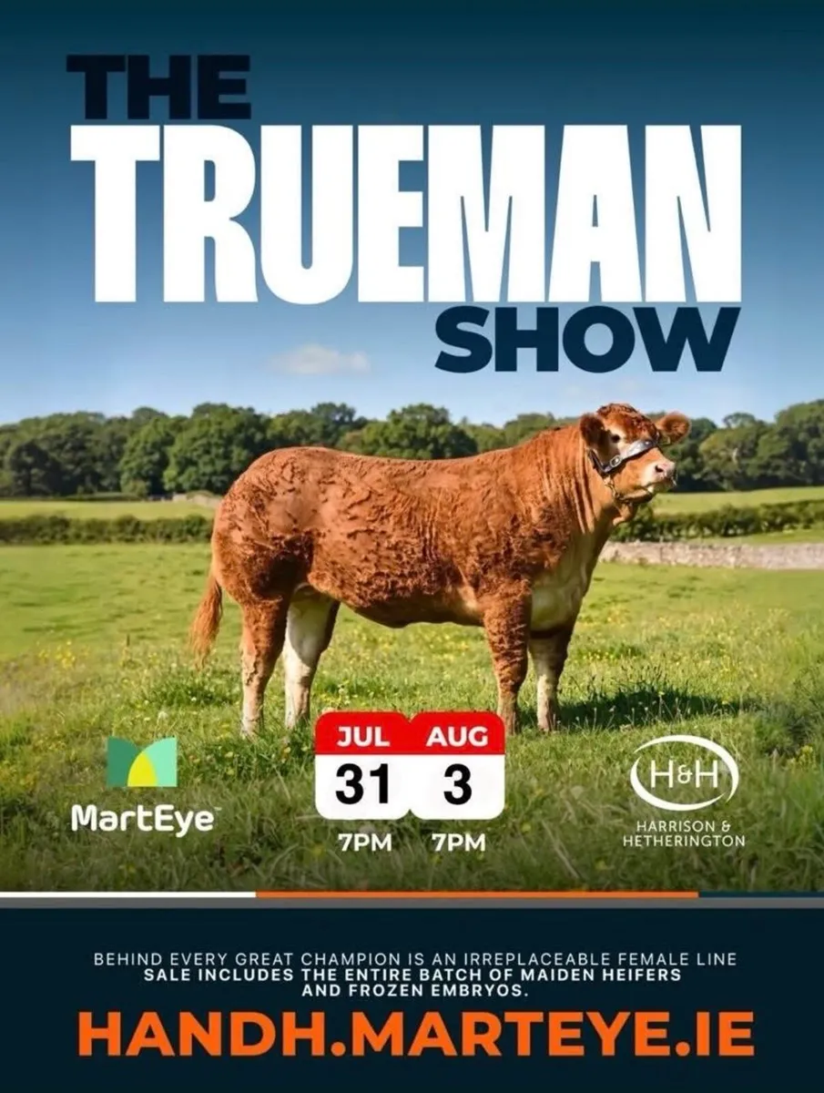 Limousin Sale of Heifers - Image 1
