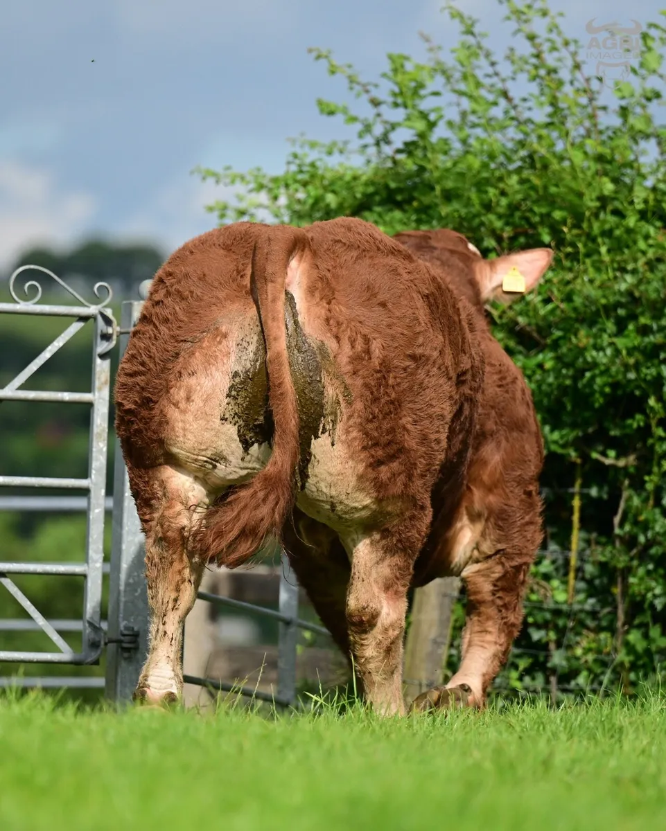 Limousin Sale of Heifers - Image 2