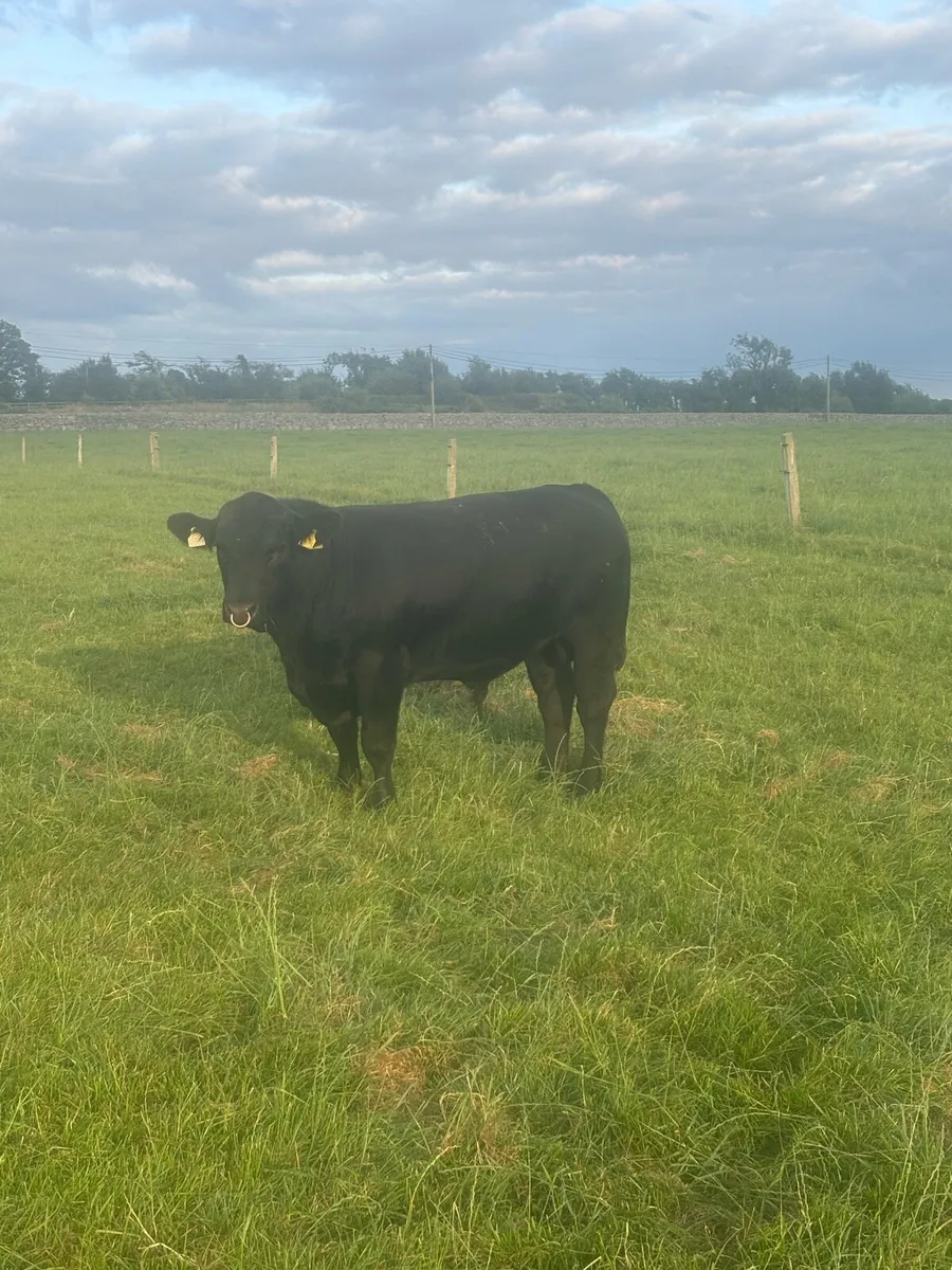 Angus bull - Image 3