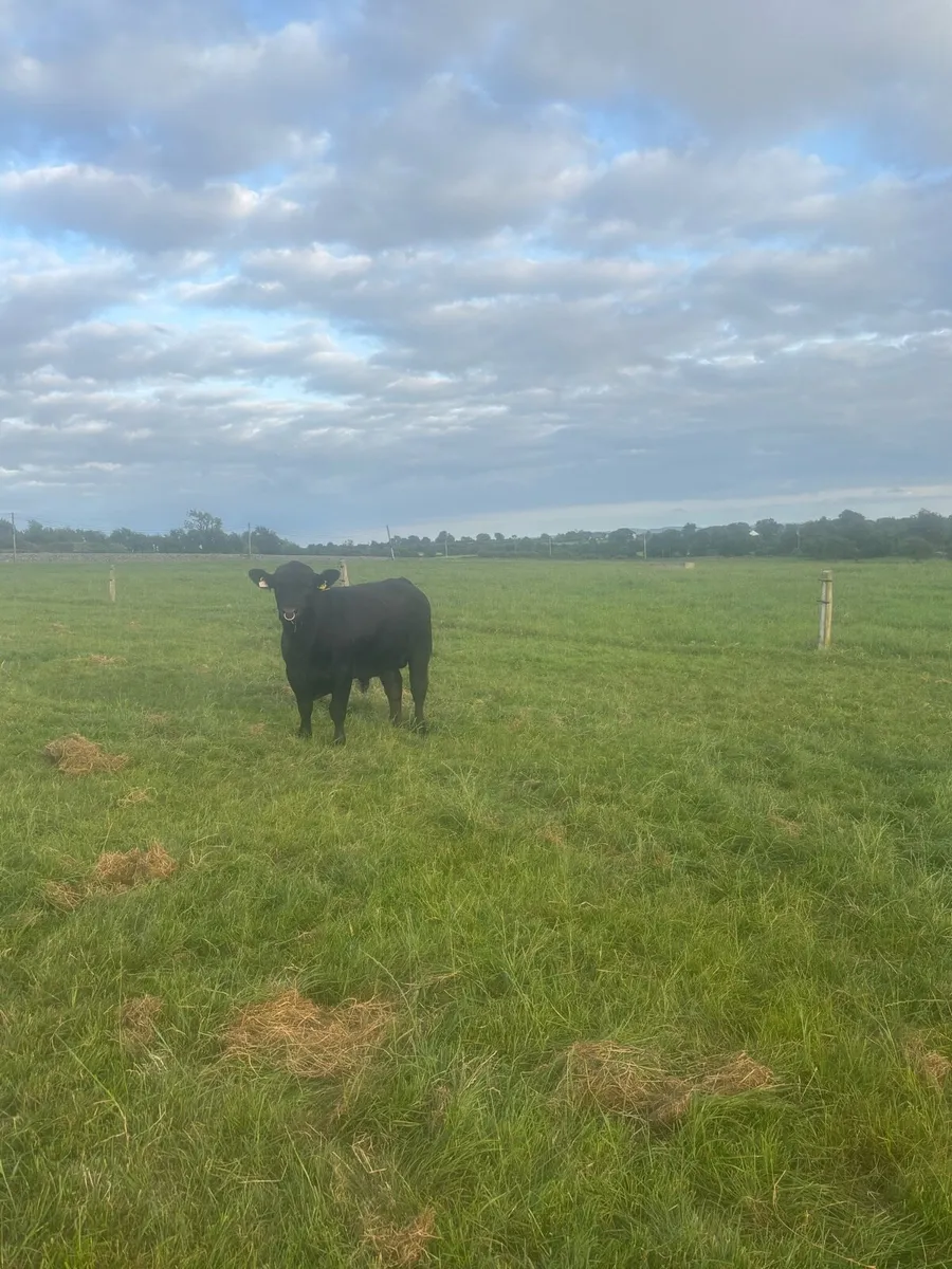 Angus bull - Image 4
