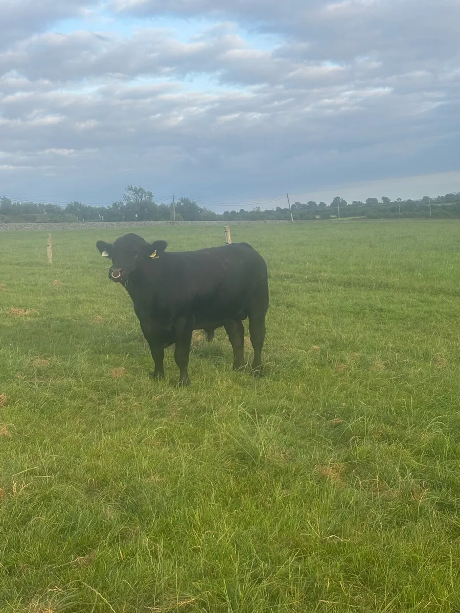 Angus bull - Image 1