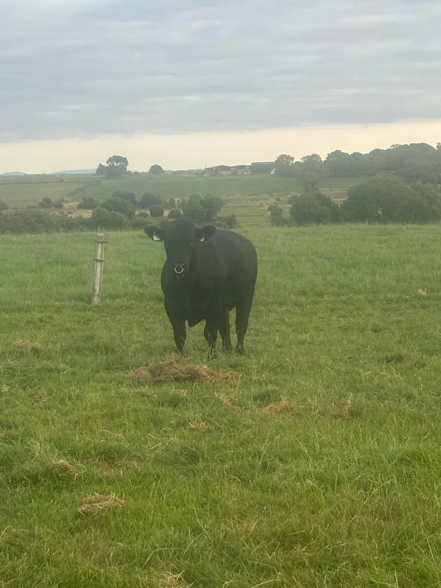 Angus bull - Image 2