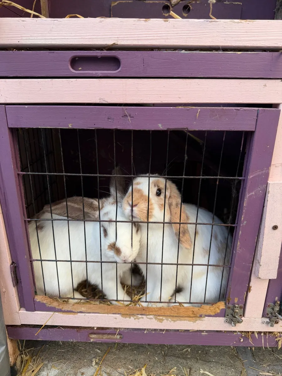Rabbits - Image 1