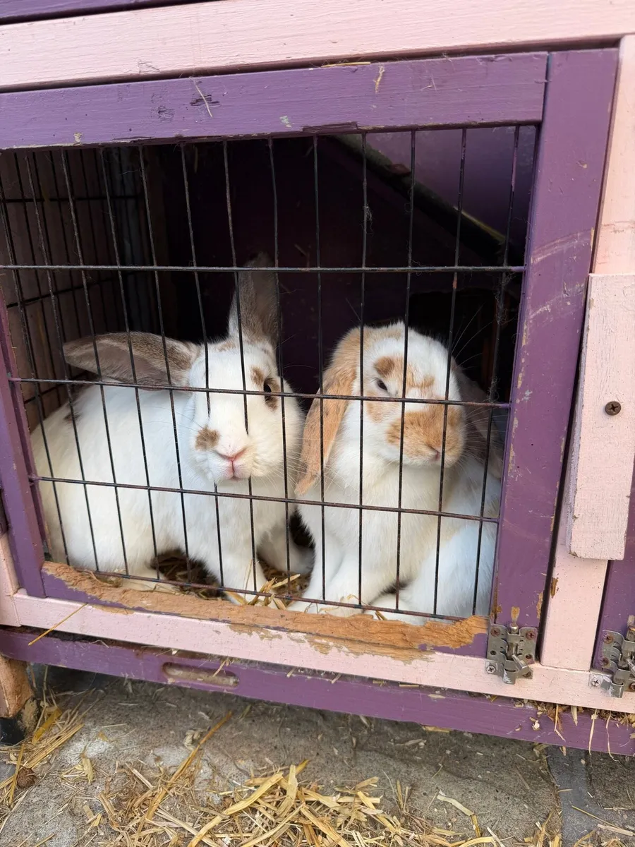 Rabbits - Image 2