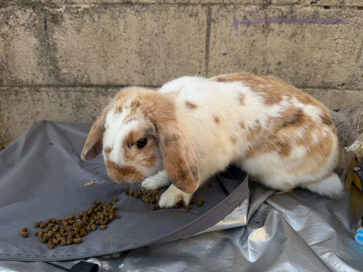 Rabbits - Image 3
