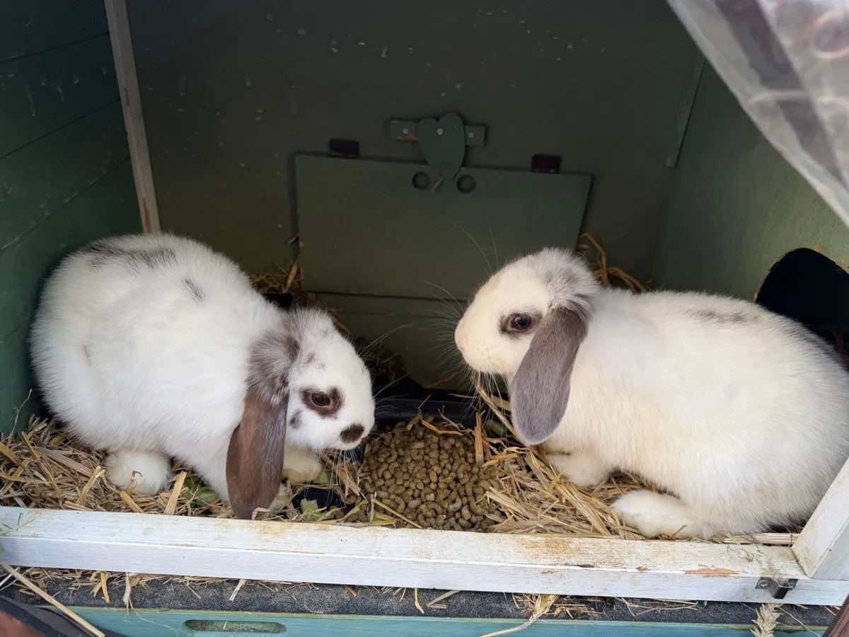 Rabbits - Image 4