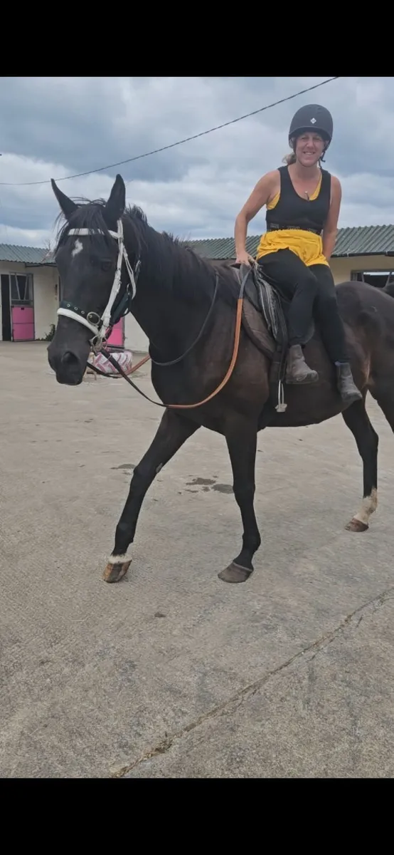 16.2h bay mare - Image 2