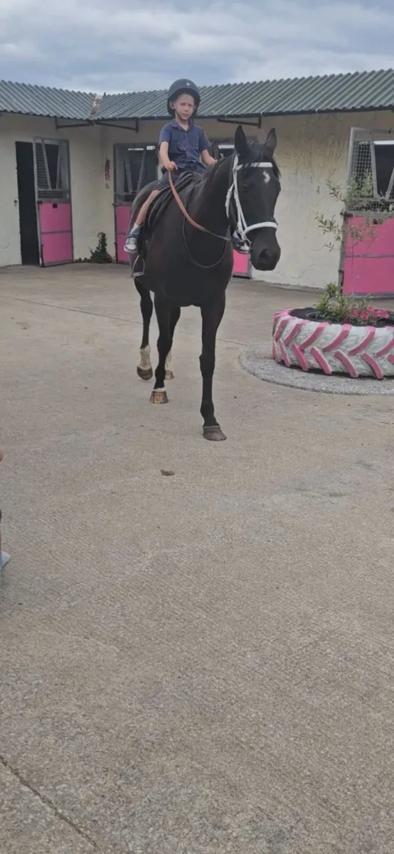 16.2h bay mare - Image 3