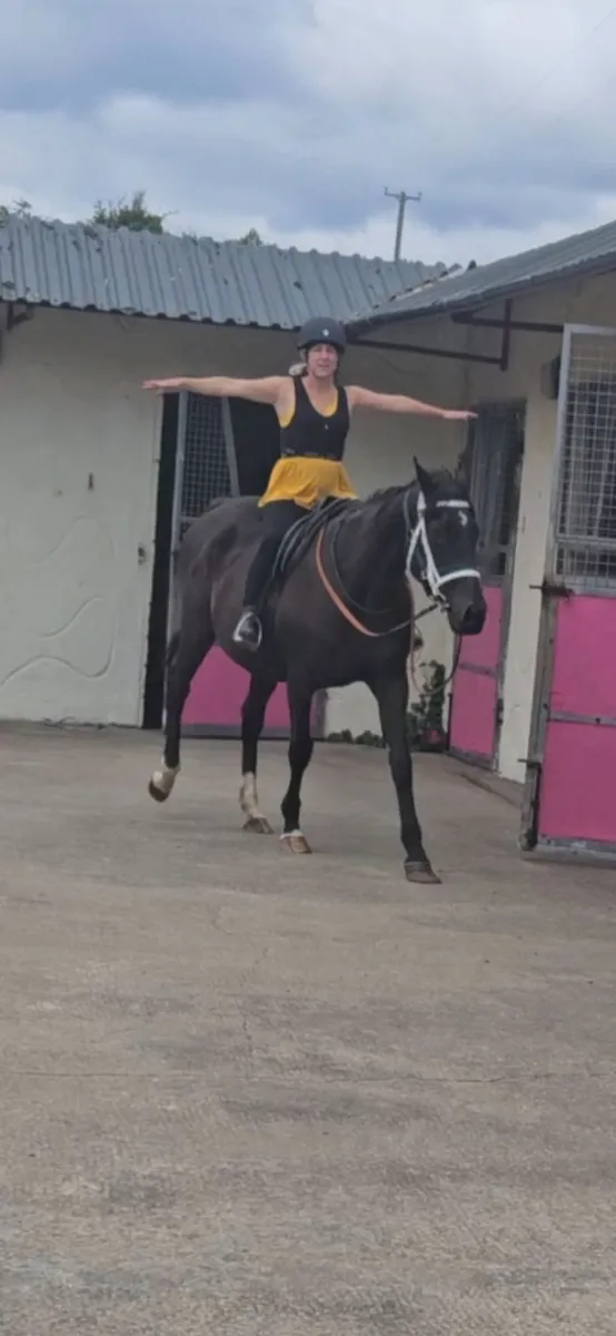 16.2h bay mare - Image 1