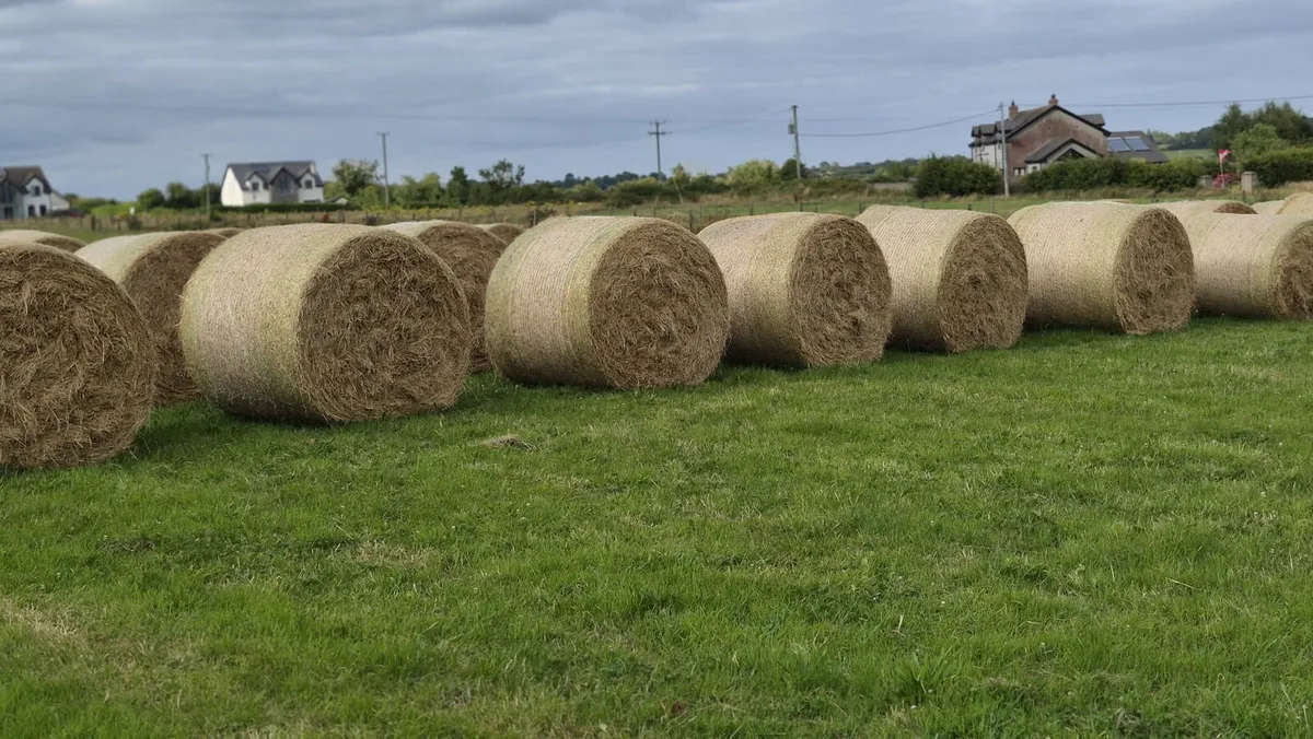 Hay