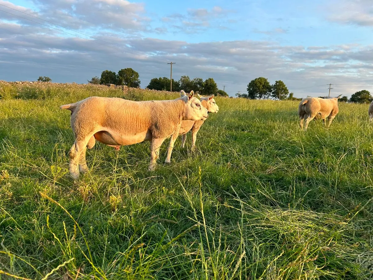 Pedigree Texel Shearling Rams for Sale - Image 1