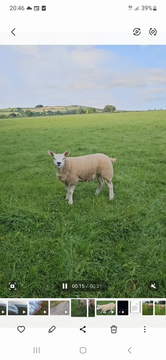 Pedigree Texel ewe lambs - Image 3